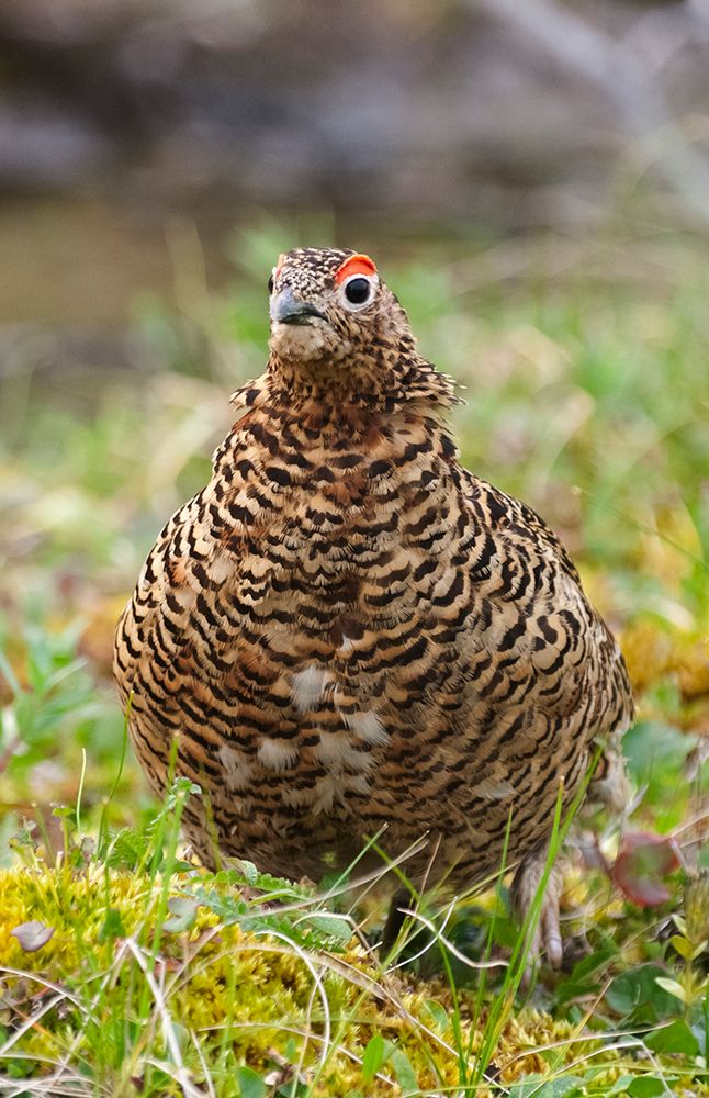 Willow grouse-willow Ptarmigan-Yttygran Island-Bering Sea-Russia Far East
